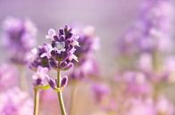 Lavendel von Violetta Honkisz Miniaturansicht