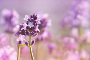 Lavender by Violetta Honkisz