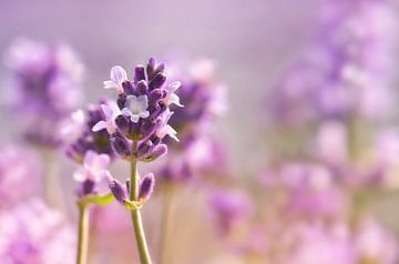 Lavendel von Violetta Honkisz