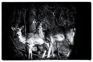 Zwei Hirsche von Janine Bekker Photography