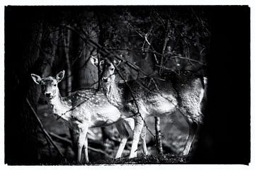 Twee herten van Janine Bekker Photography