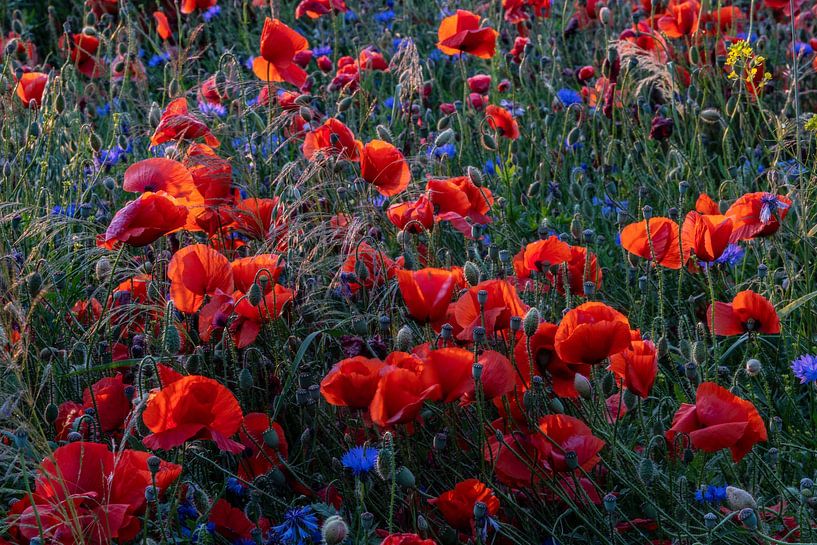 blooming red poppy by Winne Köhn