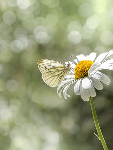 Bokeh butterfly