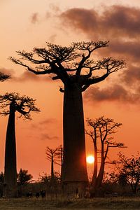Le baobab et le soleil