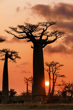 Le baobab et le soleil