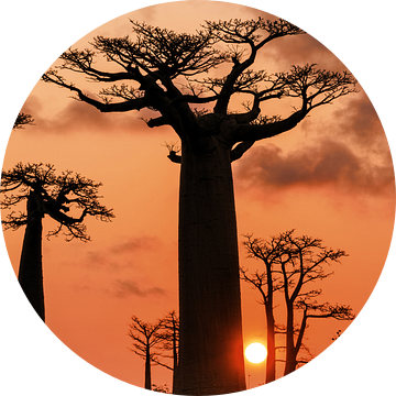 Baobab boom en de zon van Dennis van de Water