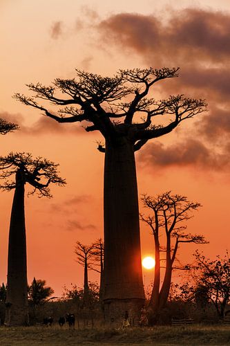 Le baobab et le soleil sur Dennis van de Water