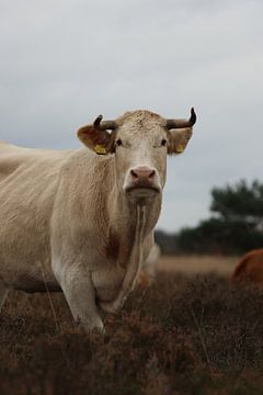 Rund op de heide.2 van Daniëlle Eibrink Jansen