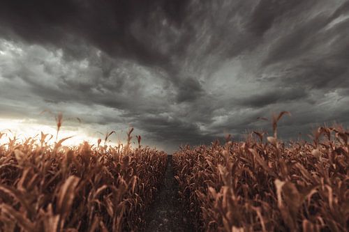 Un champ de maïs flétri avec un ciel nuageux annonce une tempête