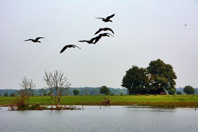 Bislich wilde ganzen van Edgar Schermaul