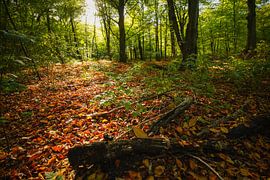 bos van Dirk van Egmond