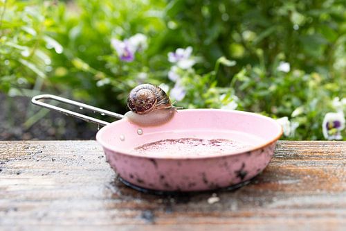 Finding the snail in the pan
