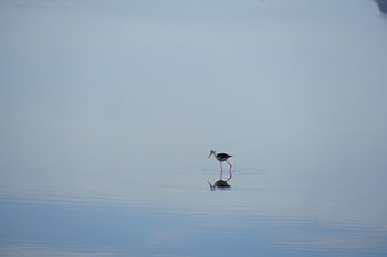 watervogel