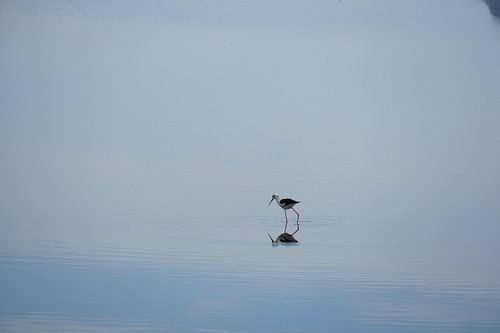 watervogel