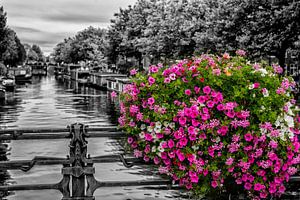 Splendeur florale sur un canal d'Amsterdam.