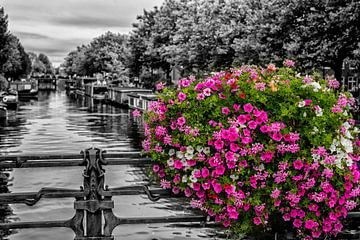 Splendeur florale sur un canal d'Amsterdam.