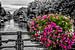 Bloemenpracht op een Amsterdamse gracht. van Don Fonzarelli