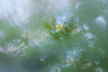 Bosanemoon: betoverende lentebloem van Moetwil en van Dijk - Fotografie