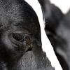 closeup portrait of a cow by W J Kok
