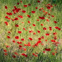 Champ avec des coquelicots