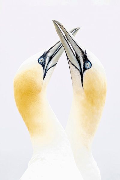 Love between two Northern Gannets. by Albert Beukhof
