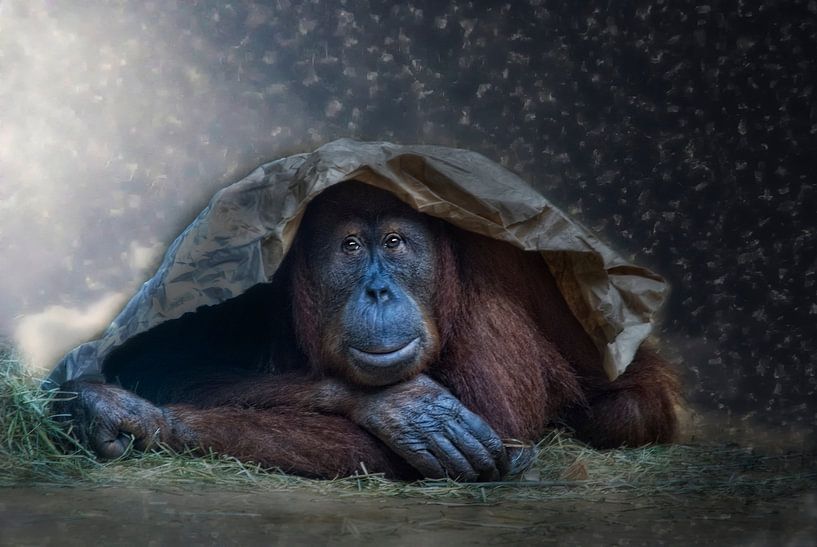 No! I'm not freaming of white chrismas! by Joachim G. Pinkawa