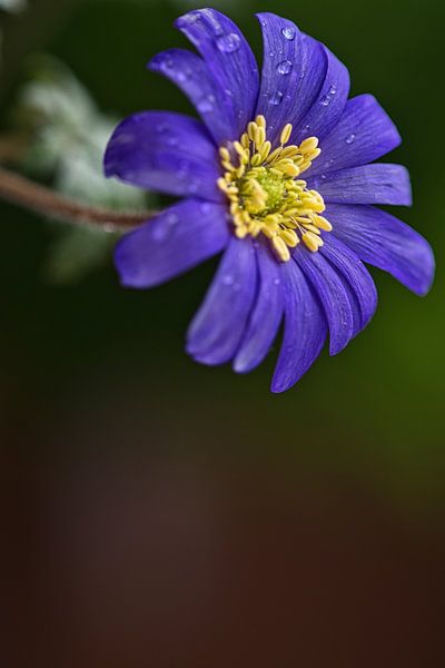 Anemone with drops by Lindy Schenk-Smit