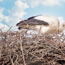 Een ooievaar staat in het nest, takje in de snavel. Blauwe lucht met witte wolken in de achtergrond. van Gea Veenstra