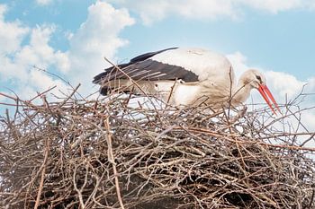 Ein Storch steht im Nest, einen Zweig im Schnabel. Blauer Himmel mit weißen Wolken im Hintergrund.  