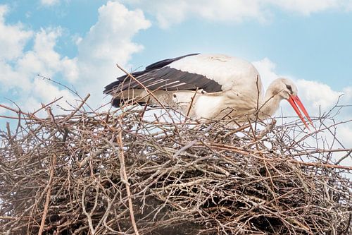 A stork stands in the nest, twig in its beak. Blue sky with white clouds in the background.  Greetin
