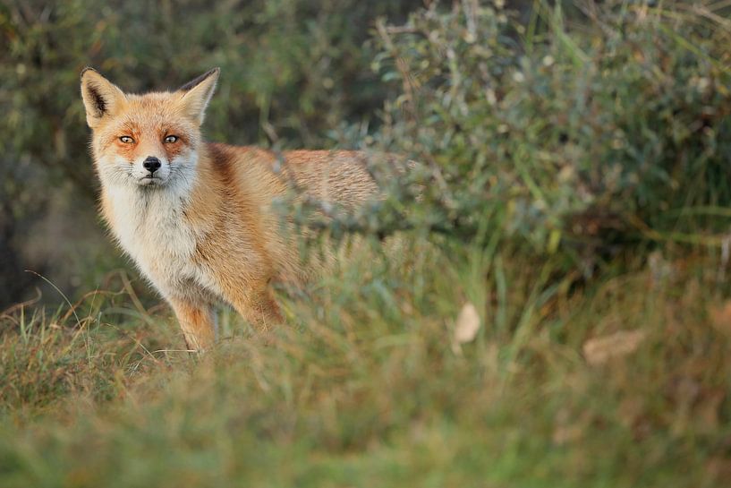 Red Fox (Vulpes vulpes) by Ronald Pol