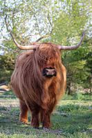 Hooglander