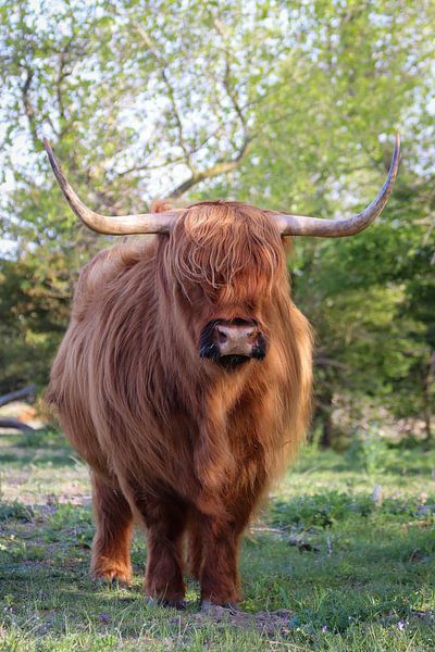 Hooglander van Iwan van den Hooff