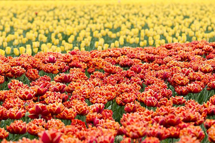 an orange tulip field with yellow tulips in the background by W J Kok