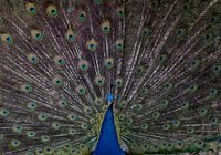 Peacock wheel