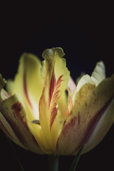 Flame tulip by Sandra Hazes