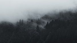 Im Nebelwald von Reblick