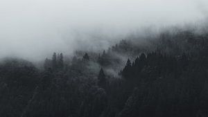 Im Nebelwald