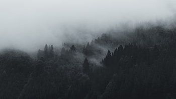 Im Nebelwald