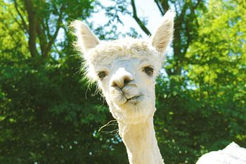 charming alpaca