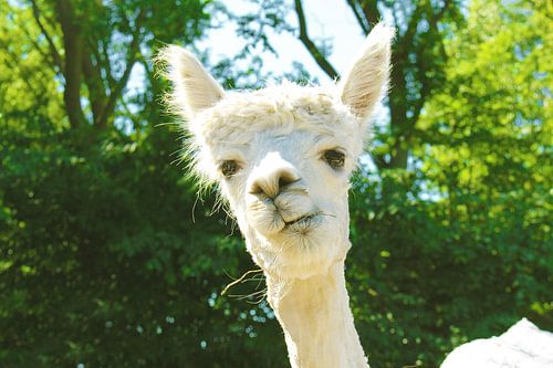 charming alpaca