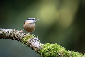 Acrobaat van het Bos – De Boomklever
