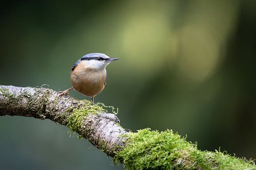 Acrobaat van het Bos – De Boomklever van Ruben Van Dijk
