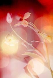 Spring Glow by Heidi Daniëls