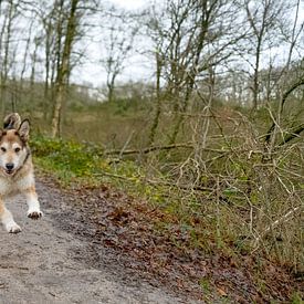 Spelende en rennende hond van Ivonne Wierink