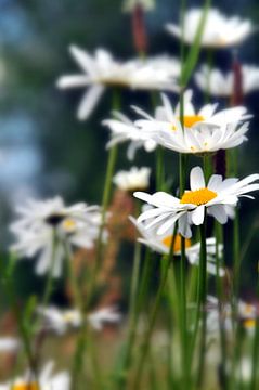 Marguerites! sur Bianca Dekkers-van Uden