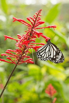Filipijnen - Vlinder by Chantal Cornet