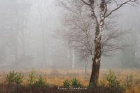 Calm misty Scene