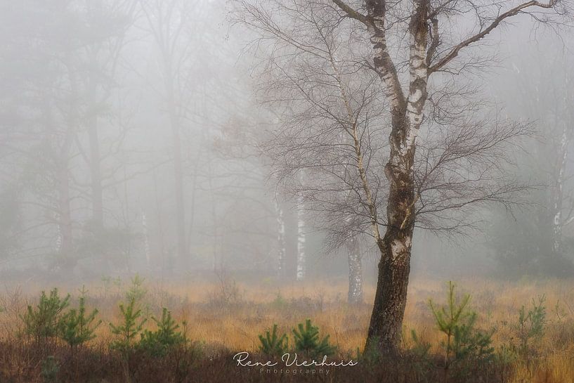 Calm misty Scene by René Vierhuis