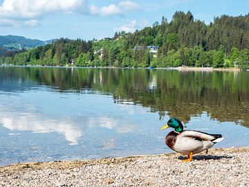 Wilde eend bij de Titisee in het Zwarte Woud van Animaflora PicsStock